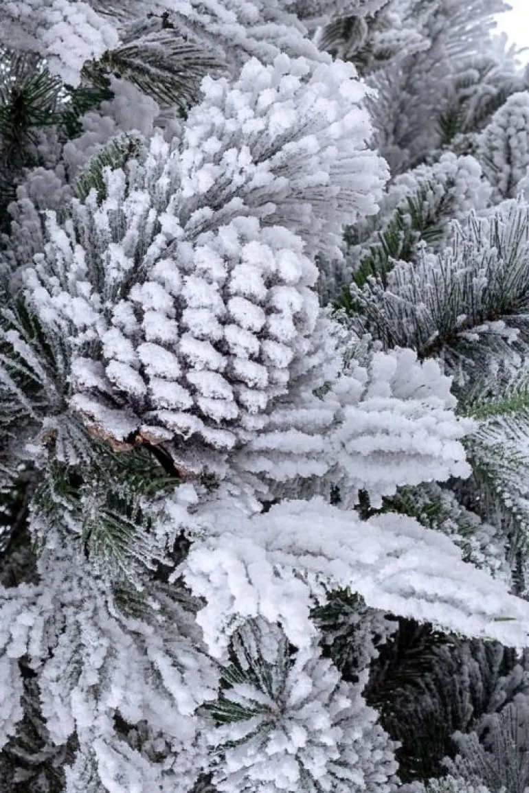 ALBERO ARVES INNEVATO H240-2513RAMI