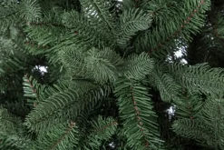 ALBERO FREJUS H240-2949RAMI