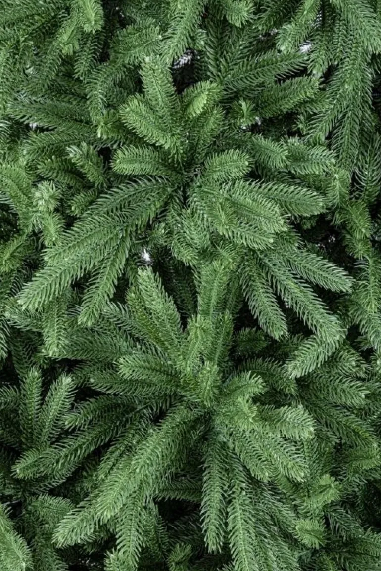 ALBERO TIROLO H180-680RAMI