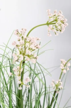 PIANTA ALLIUM C-VASO H60