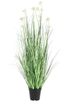 PIANTA ALLIUM C-VASO H90