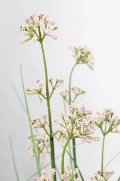 PIANTA ALLIUM C-VASO H110