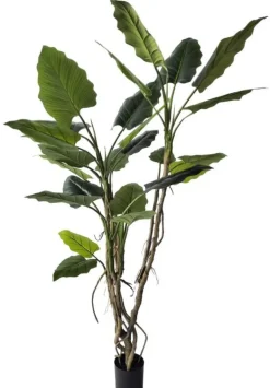 PIANTA ALOCASIA C-VASO 26FOGLIE H200