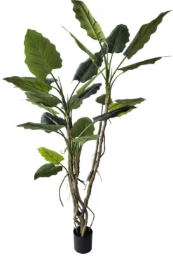 PIANTA ALOCASIA C-VASO H150