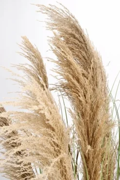 PIANTA AUSTORDERIA PAMPAS C-VASO H170