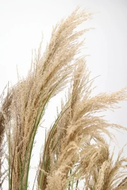 PIANTA AUSTORDERIA PAMPAS C-VASO H180