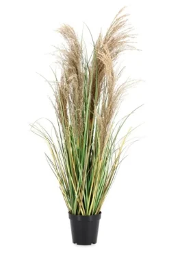 PIANTA AUSTORDERIA PAMPAS C-VASO H90