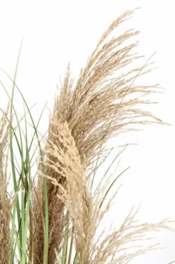 PIANTA AUSTORDERIA PAMPAS C-VASO H90