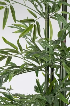 PIANTA BAMBOO C-VASO H190