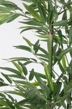 PIANTA BAMBOO C-VASO H130