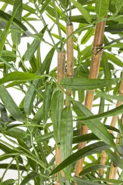 PIANTA BAMBOO C-VASO H155CM