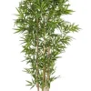 PIANTA BAMBOO C-VASO H185CM