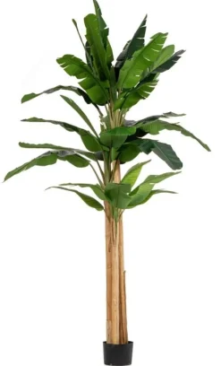 PIANTA BANANO C-VASO 30FOGLIE H320