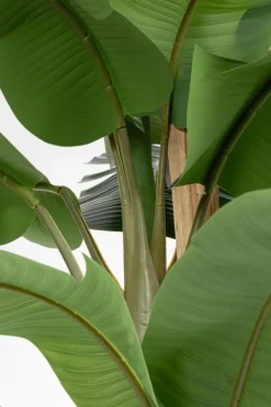 PIANTA BANANO C-VASO 30FOGLIE H320