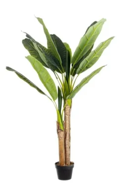 PIANTA BANANO C-VASO 14FOGLIE H135
