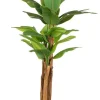 PIANTA BANANO C-VASO 22FOGLIE H240