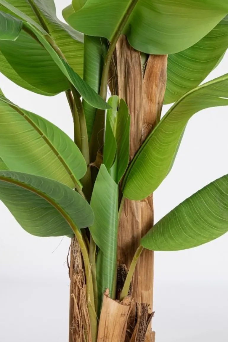 PIANTA BANANO C-VASO 22FOGLIE H240