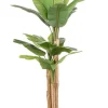 PIANTA BANANO C-VASO 20FOGLIE H200