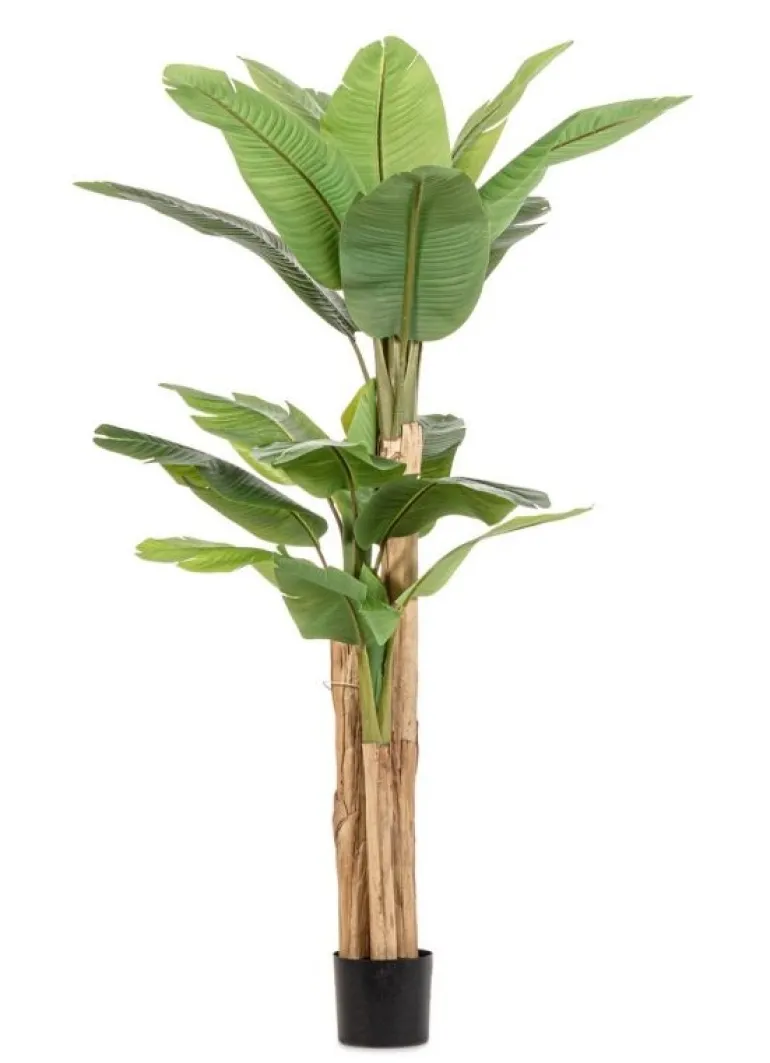 PIANTA BANANO C-VASO 20FOGLIE H200