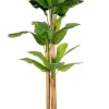 PIANTA BANANO C-VASO 24FOGLIE H280