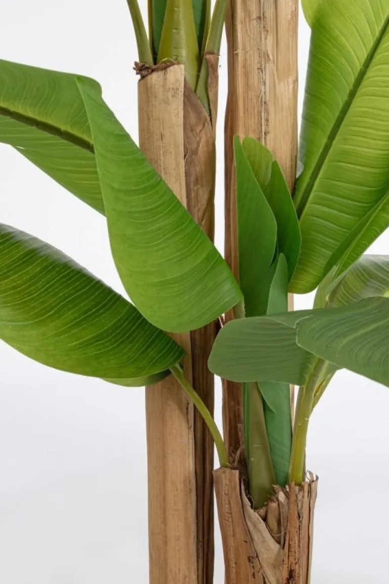 PIANTA BANANO C-VASO 24FOGLIE H280