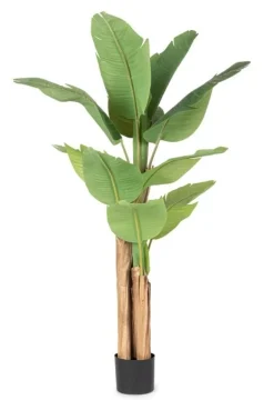 PIANTA BANANO C-VASO 13FOGLIE H150