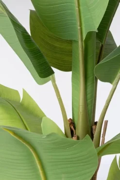 PIANTA BANANO C-VASO 13FOGLIE H150