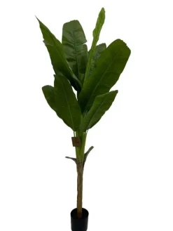 PIANTA BANANO C-VASO H210