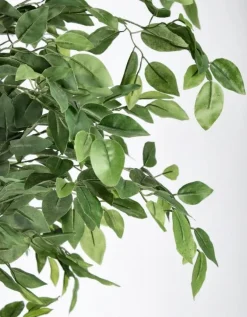 PIANTA BANYAN C-VASO 2480FOGLIE H210