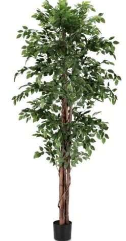 PIANTA BANYAN C-VASO 2480FOGLIE H210