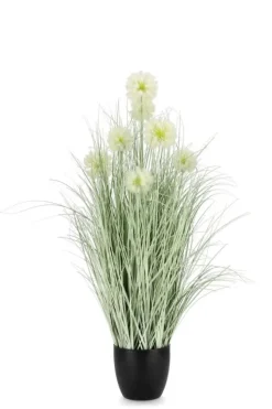 PIANTA CEBOLLA BIANCO C-VASO X7F H105