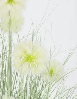 PIANTA CEBOLLA BIANCO C-VASO X7F H105