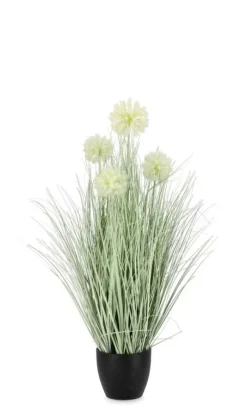 PIANTA CEBOLLA BIANCO C-VASO X4F H75