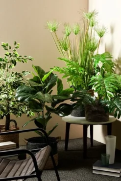 PIANTA DESERTO VERDE C-VASO X9F H120