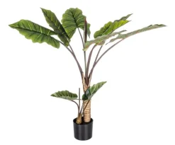 PIANTA DIEFFENBACHIA C-V 10FOGLIE H134