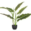 PIANTA DIEFFENBACHIA C-VASO 7FOGLIE H78