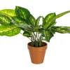 PIANTA DIEFFENBACHIA C-VASO 30FOGLIE H45