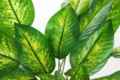 PIANTA DIEFFENBACHIA C-VASO 30FOGLIE H45