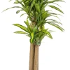 PIANTA DRACAENA C-VASO H150