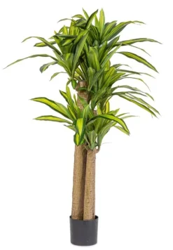 PIANTA DRACAENA C-VASO H150