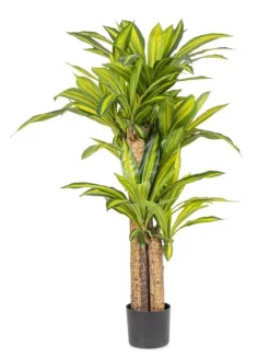 PIANTA DRACAENA C-VASO H130