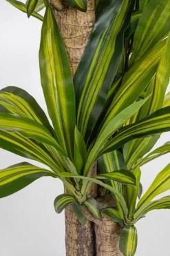 PIANTA DRACAENA C-VASO H130