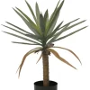 PIANTA DRACAENA C-VASO H62