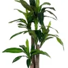 PIANTA DRACANEA C-VASO 65FOGLIE H110