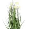 PIANTA ERIOPHORUM BIANCO C-VASO X7F H68