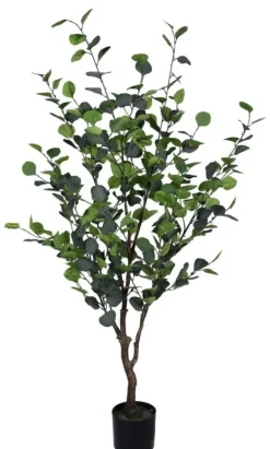 PIANTA EUCALIPTO C-VASO H150