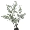 PIANTA EUCALIPTO C-VASO H82