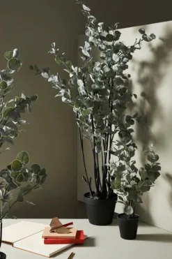 PIANTA EUCALIPTO C-VASO H82