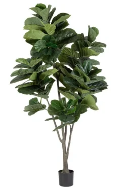 PIANTA FICUS LYRATA C-VAS 123FOGLIE H230