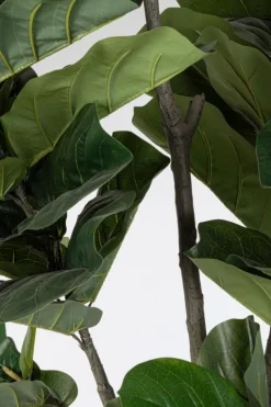 PIANTA FICUS LYRATA C-VAS 123FOGLIE H230